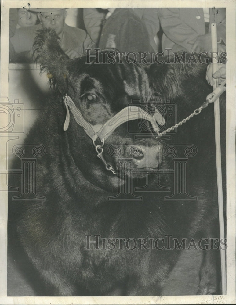 1959 Grand Champion Steer &quot;Black Jewel&quot; - Historic Images