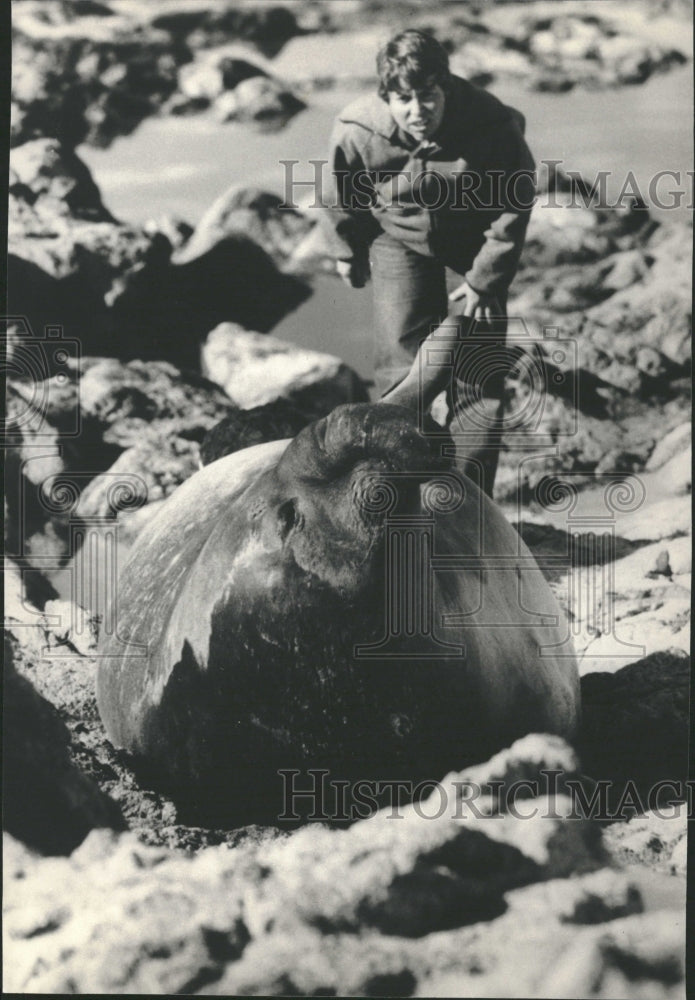 1986 Elephant Seal California - Historic Images