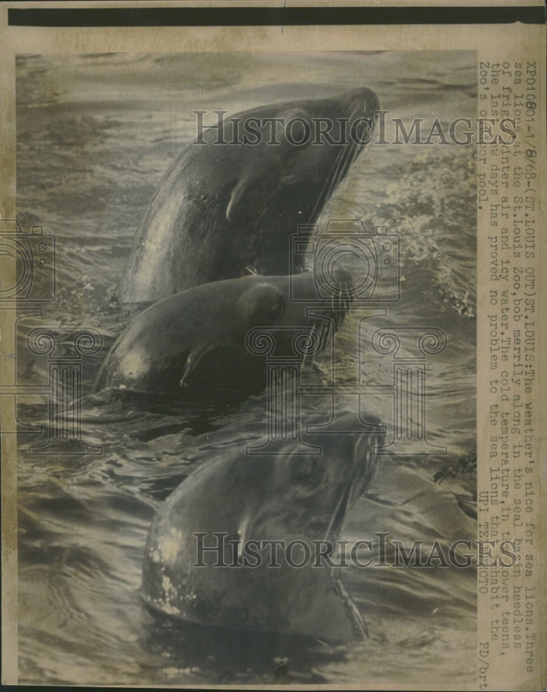 1968 St. Louis Missouri Zoo Sea Lions - Historic Images