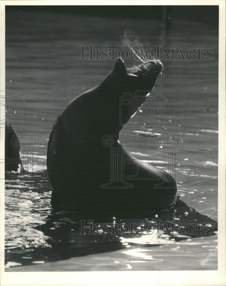 1984 California Sea Lion - Historic Images