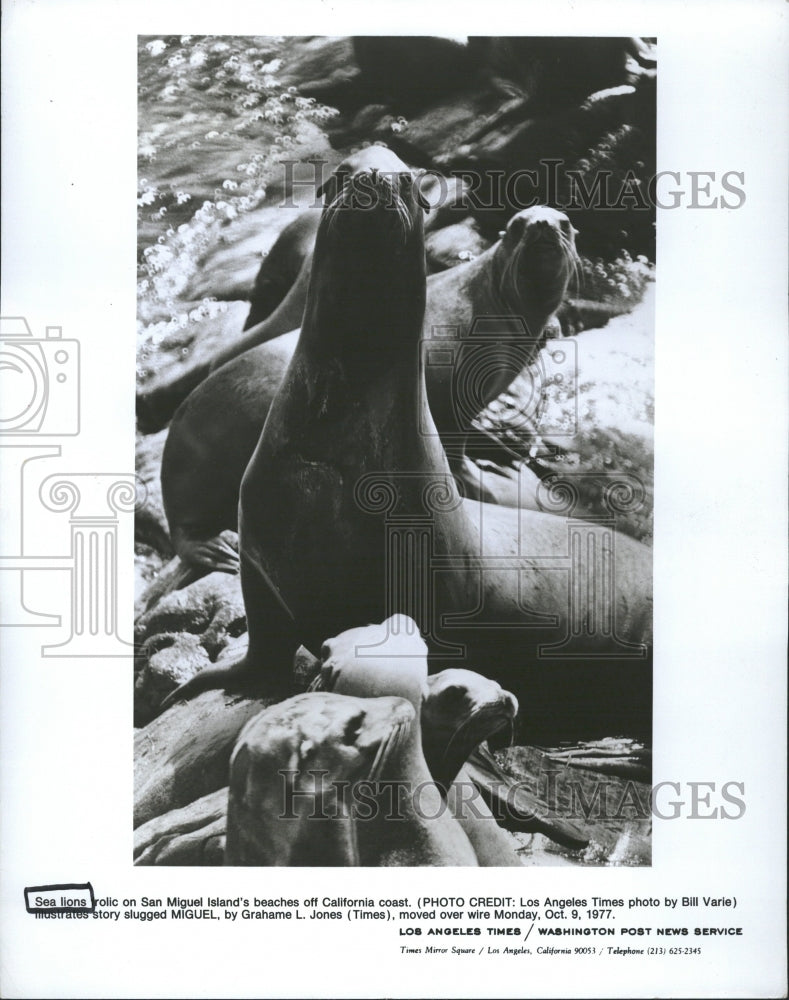 1977 Sea Lions on Beaches - Historic Images