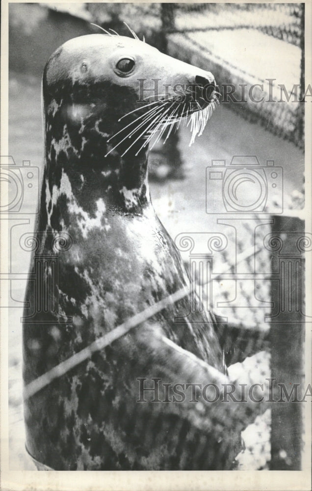 1966 London Zoo Grey Seal Wally - Historic Images