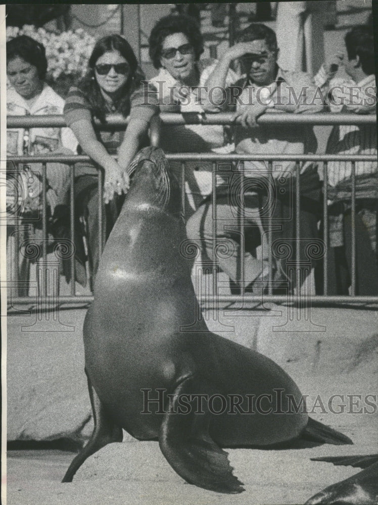 1974 Seals At Lincoln Park Zoo Fund Raiser - Historic Images