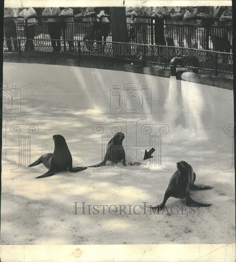 1967 Cleaning Day at Lincoln Park Zoo - Historic Images