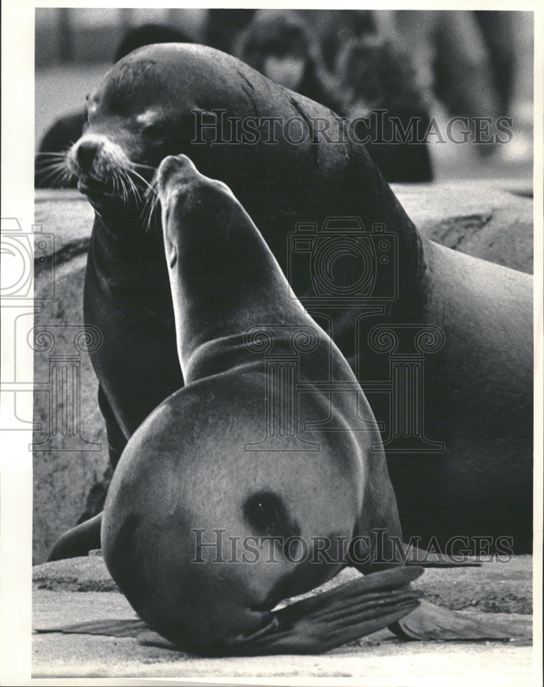 1988 Sea Lions Lincoln Park Zoo Chicago - Historic Images