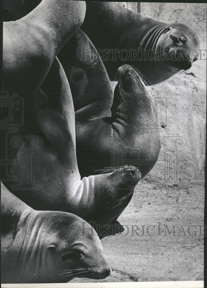 1971 Lincoln Park Zoo Seals Relax Sun - Historic Images