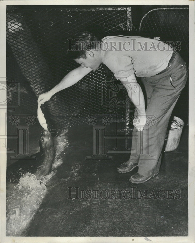 1947 Seal Fish Feeding - Historic Images