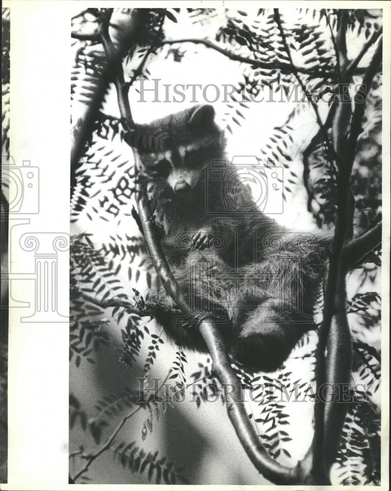 1982 Raccoon Anti Cruelty Society - Historic Images
