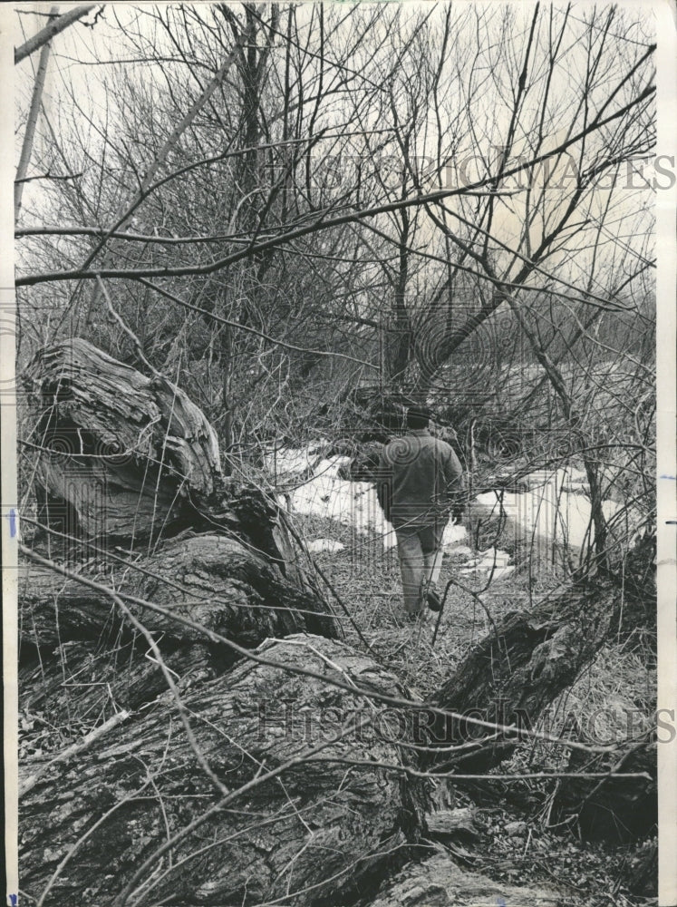 1970 Scrub Willows Volo Bog - Historic Images