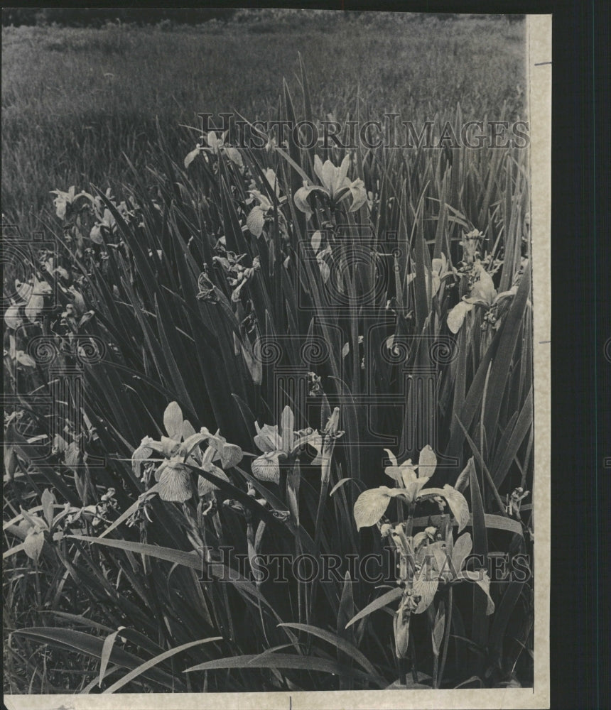 1970 Volo Bog Wildflowers African Violet - Historic Images