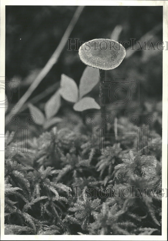 1980 Sphagnum Moss Bog - Historic Images