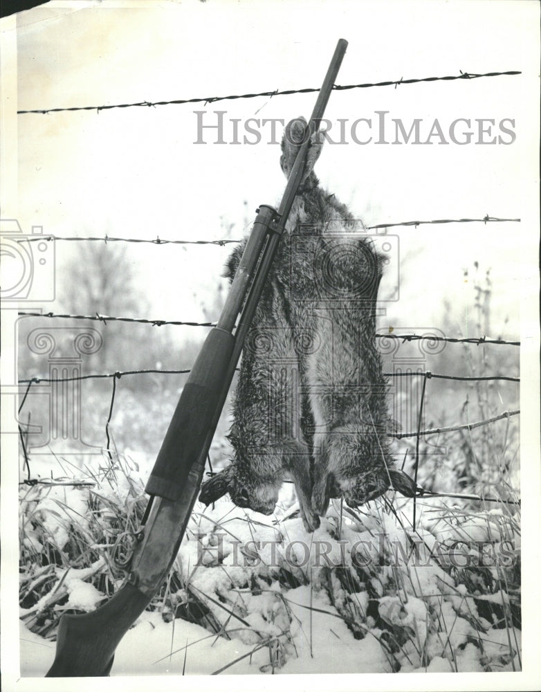 Cottontail Rabbit - Historic Images