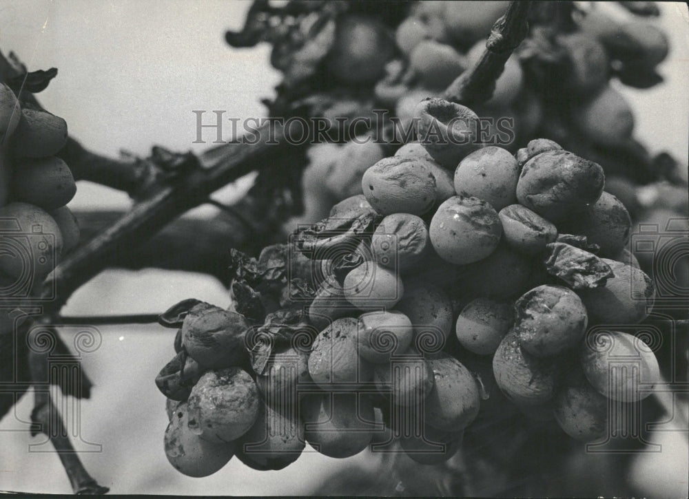 1966 Rotting Grapes Delano Huelga Strike - Historic Images