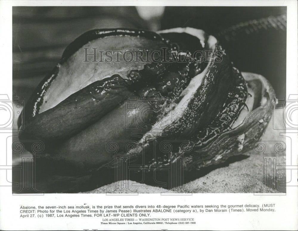 1988 Sea Mollusk Sea Snails Haliotoidea - Historic Images