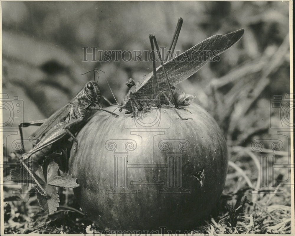 1969 Grasshopper Katydid Delicious Apple - Historic Images