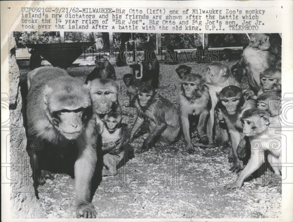 1962 Big Otto Milwaukee Zoo monkey Island - Historic Images