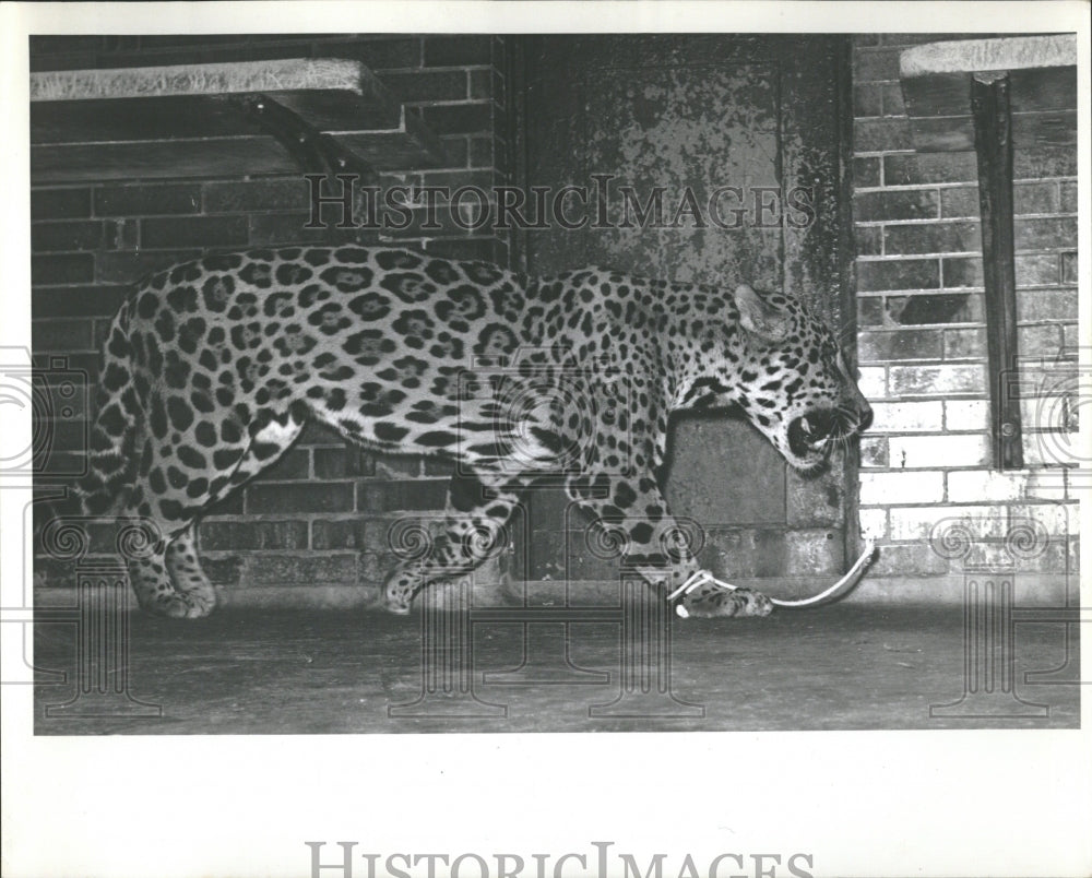 1964 Yaqui Lincoln Park Zoo Jaguar Animal - Historic Images