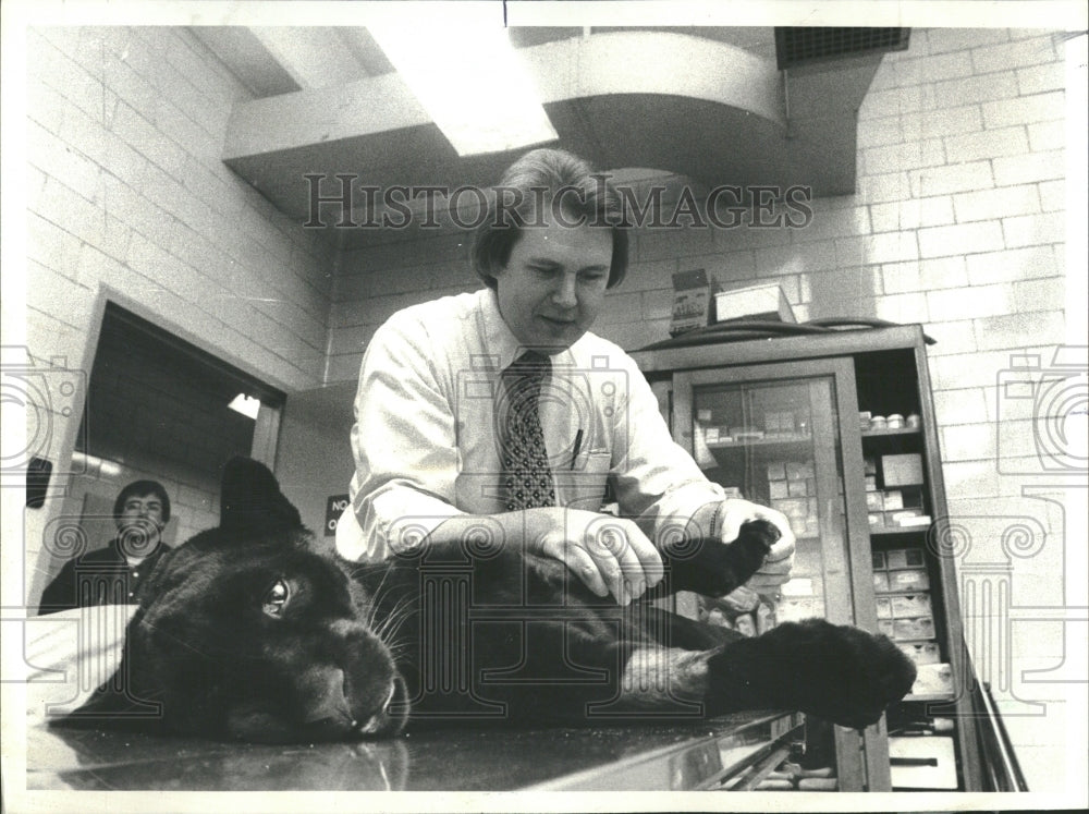 1980 Tom Brookfield zoo Jaguar paw broken - Historic Images