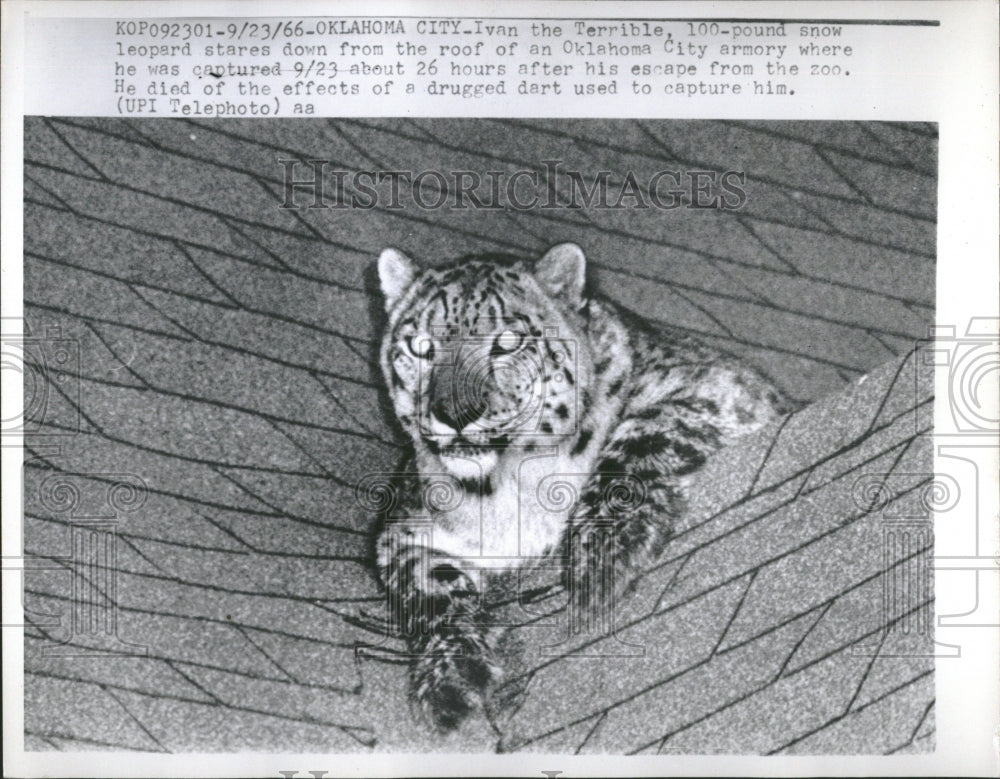 1966 Leopard Oklahoma Ivan Snow Roof City - Historic Images
