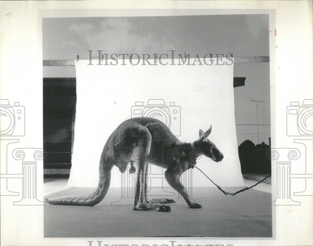 1990 Red Kangaroo James Balog Survivors - Historic Images