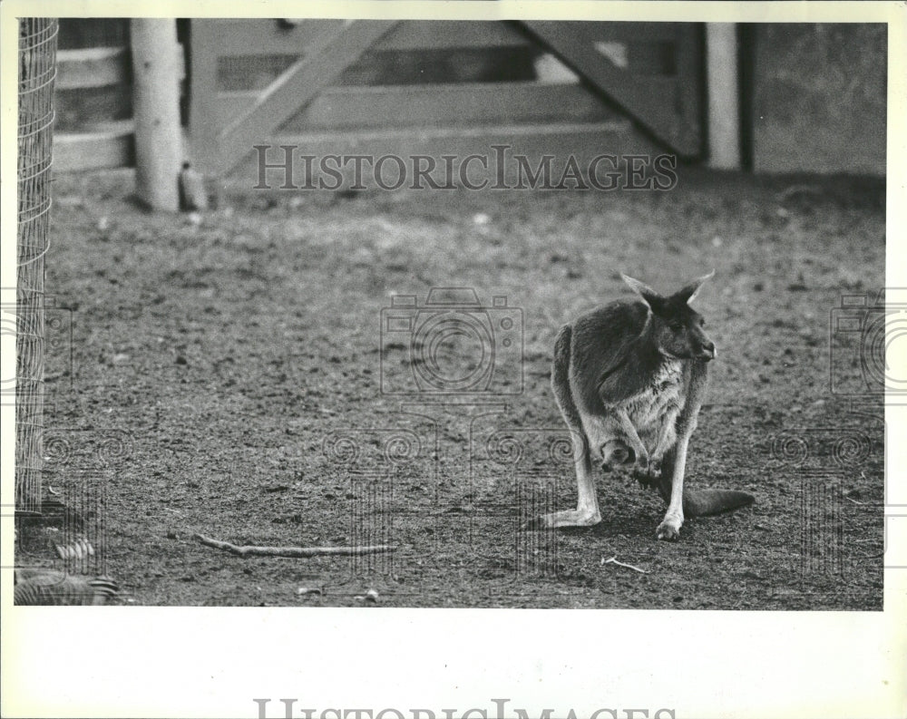 1984 Spring animals Zoo Kangaroo Joey Pouch - Historic Images