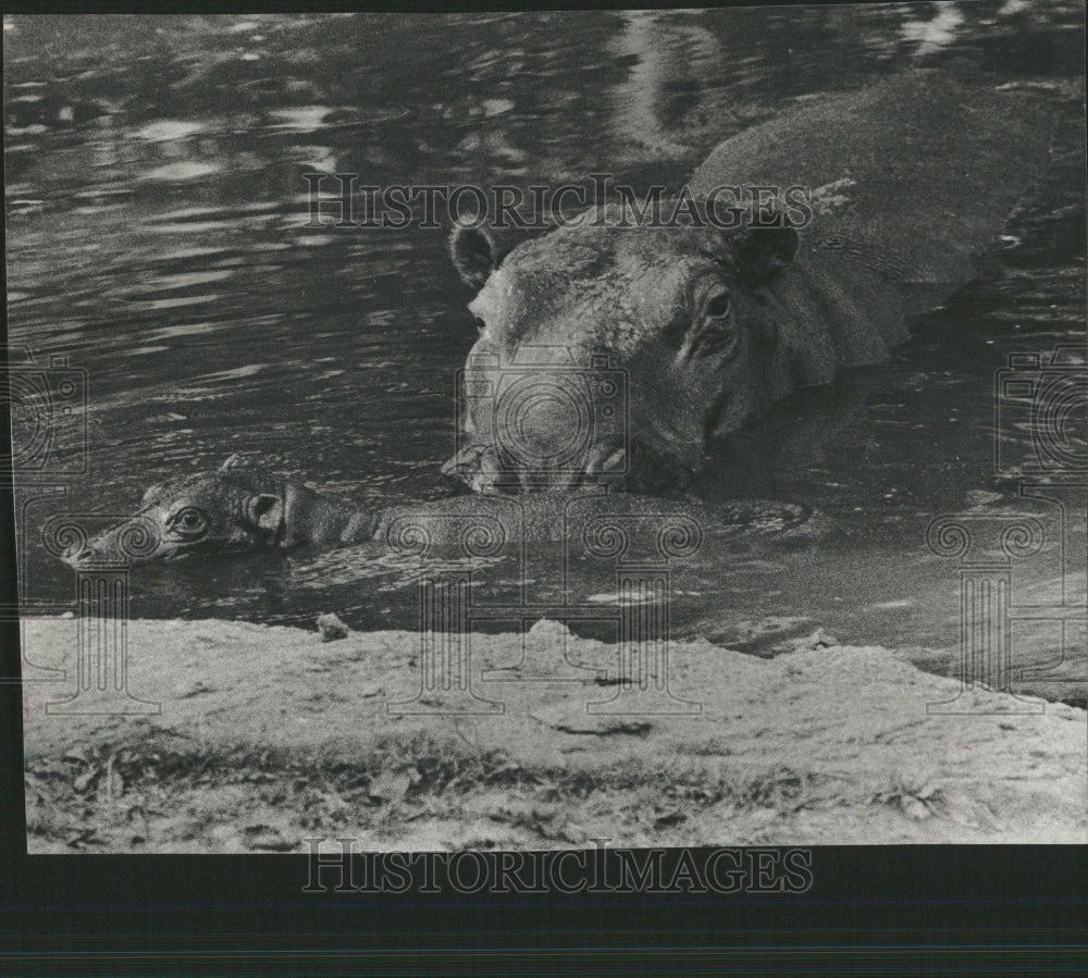 1979 Brookfield Zoo Hippopotamus Nile River - Historic Images