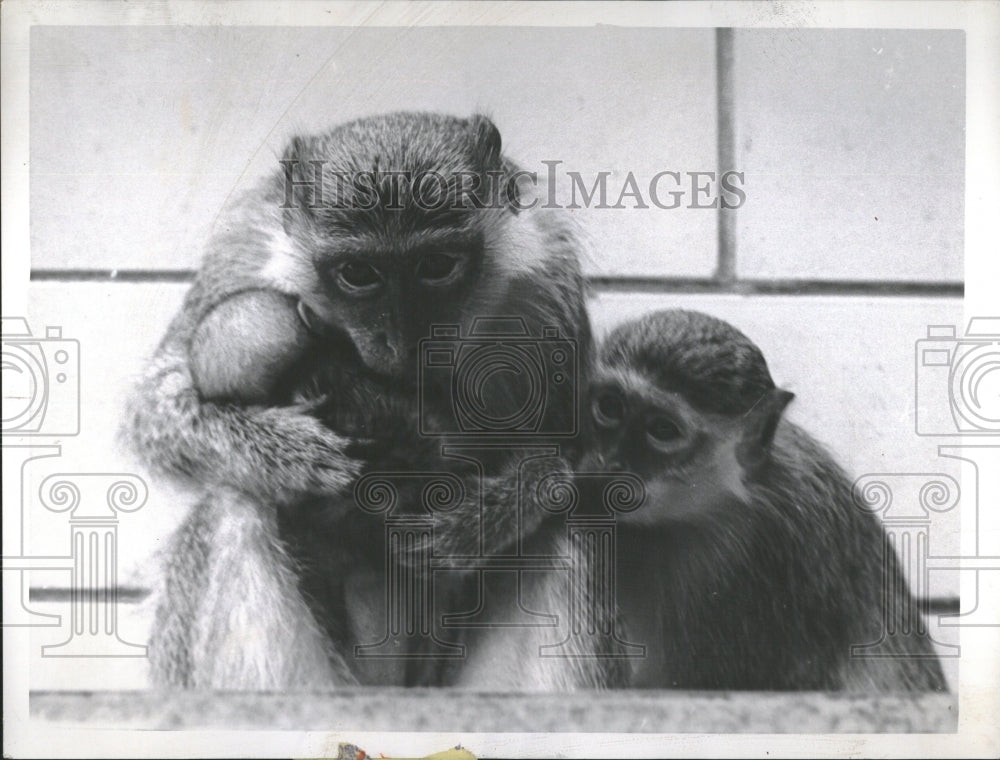 1962 A Guenon Monkey holds her newborn. - Historic Images