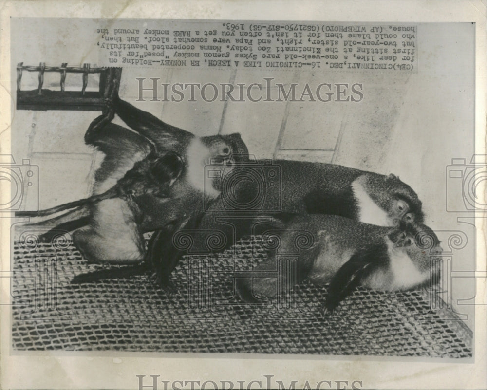 1963 Sykes Guenon Monkey Kinciinnati Zoo - Historic Images