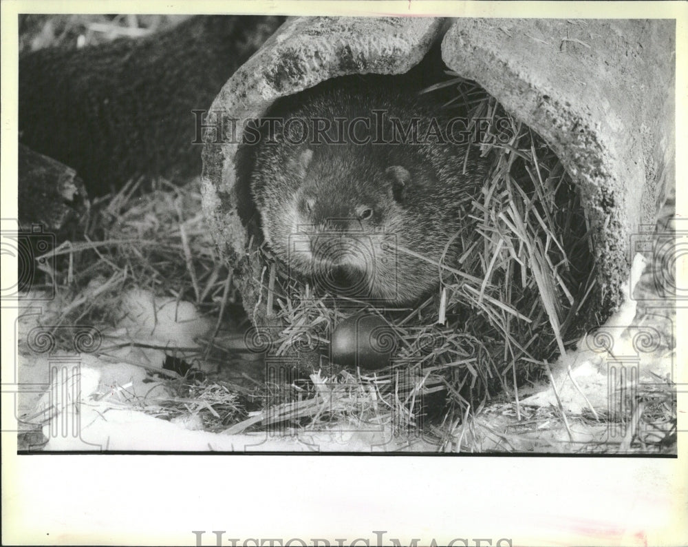 1984 Toby Lincoln Park Zoo Groundhog - Historic Images
