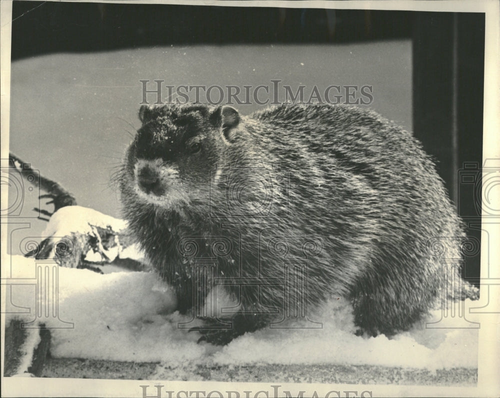 1965 Ground Hog Lincoln Park Children Zoo - Historic Images