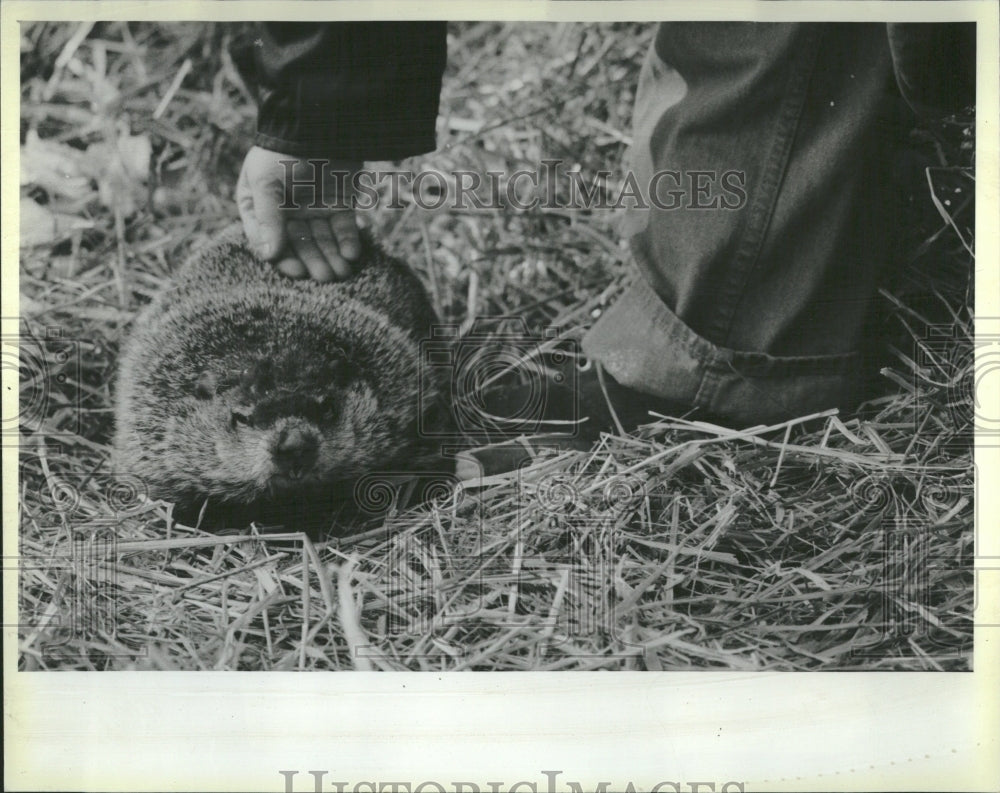 1985 Woody, &quot;The Groundhog&quot; - Historic Images