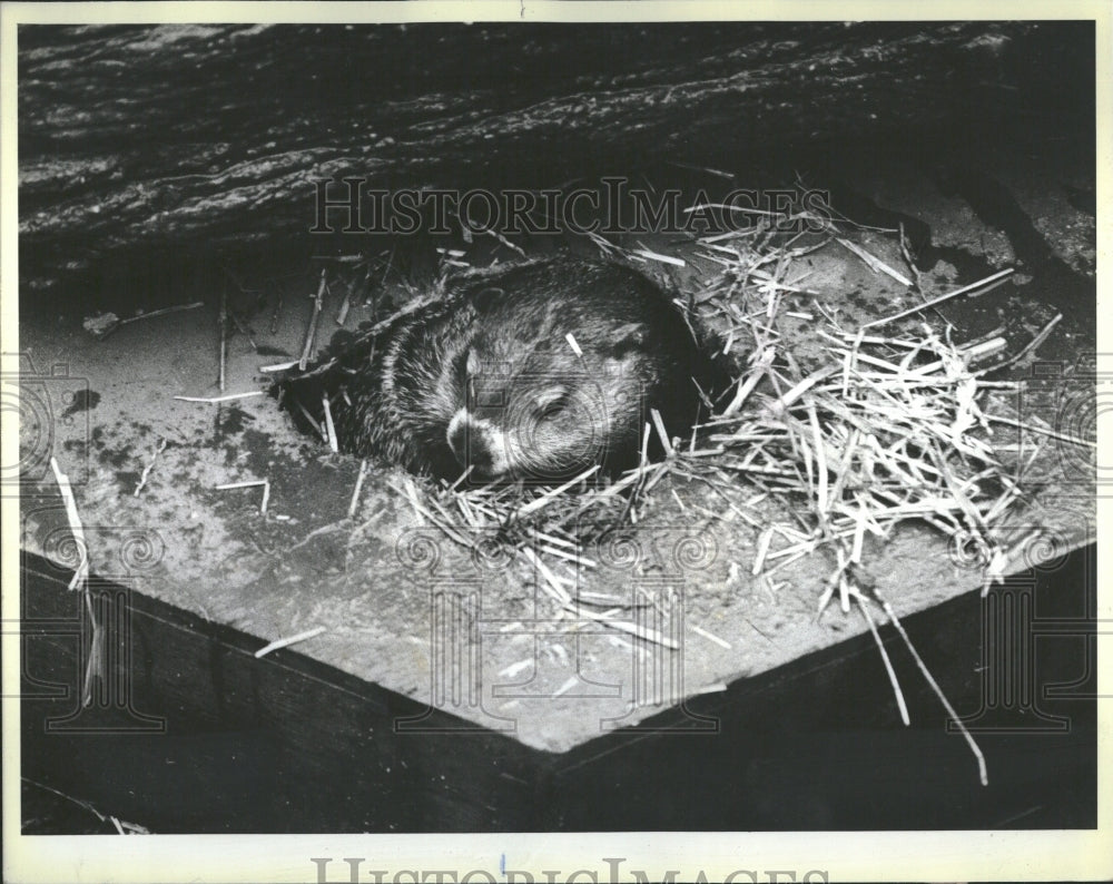 1982 Chipper Brookfield Zoo Groundhog - Historic Images