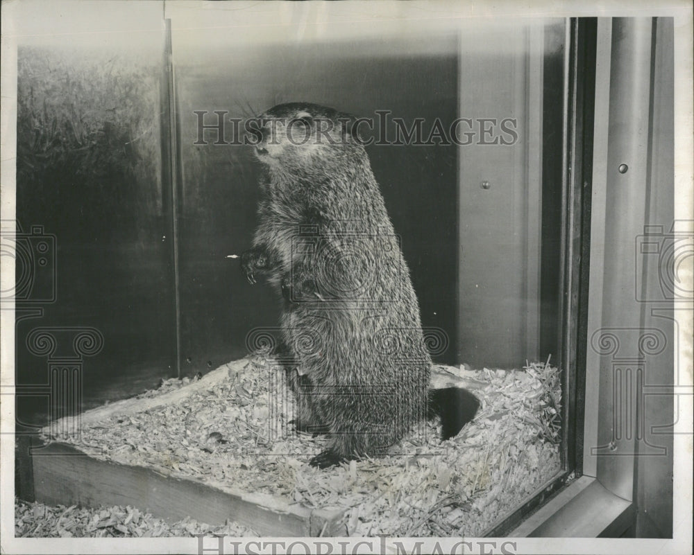 1953 Herman ground hog Brookfield Zoo Cage - Historic Images