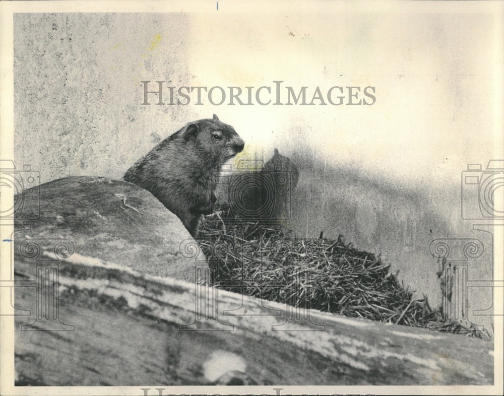 1981 Animals Ground Hog  Lincoln Park Zoo - Historic Images