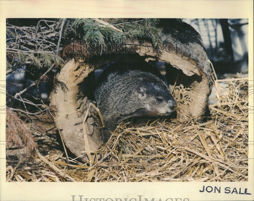 1992 Pretty Predictable Groundhog Day Park - Historic Images