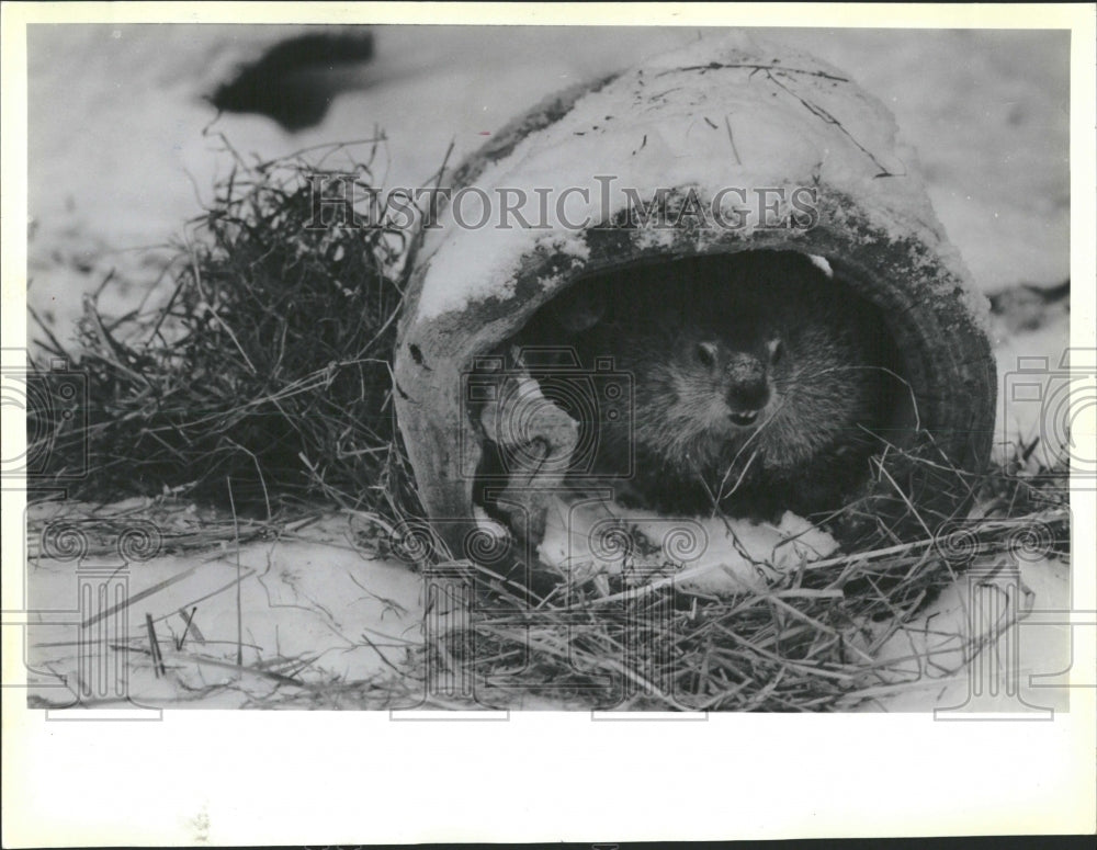 1988 Lincoln Park Zoo Groundhog Woody - Historic Images