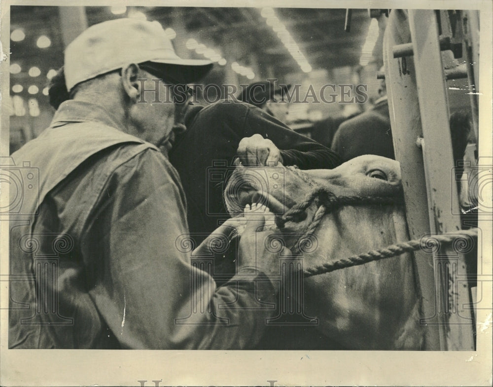 1964 Veterinarian Check Steer Teeth Age - Historic Images