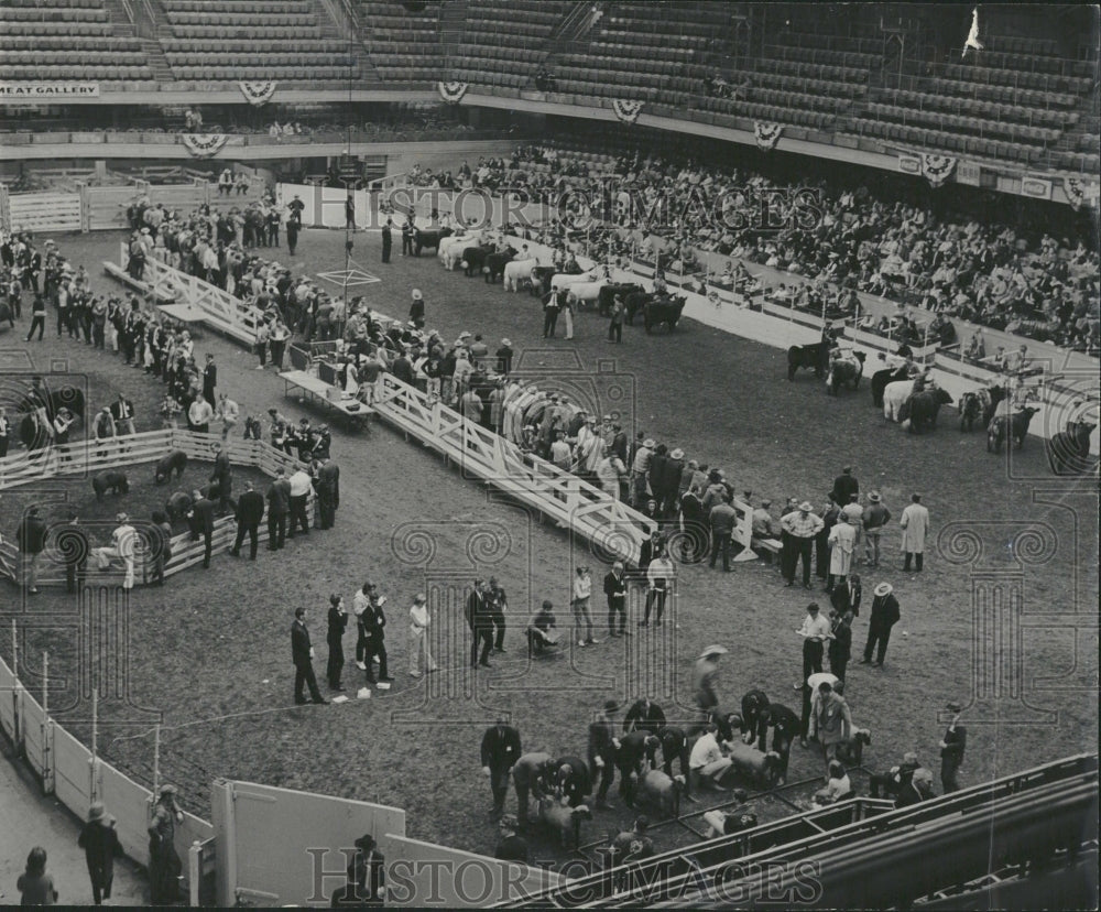 1965 Stock Show Animals Sports - Historic Images