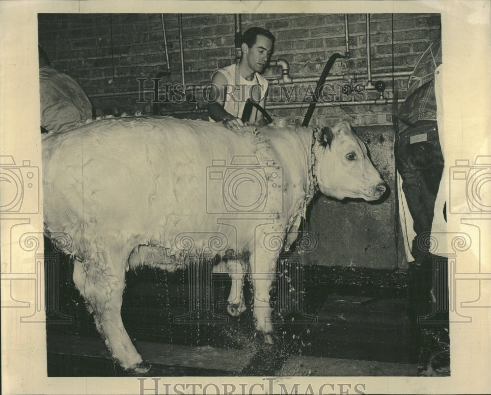 1963 Frosty II Int&#39;l Live Stock Show Champ - Historic Images