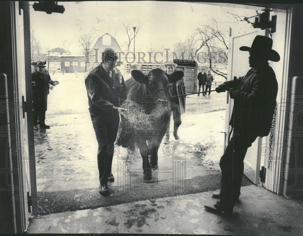 1975 Dr Lester Fisher Zoo Steer Lincoln Ace - Historic Images