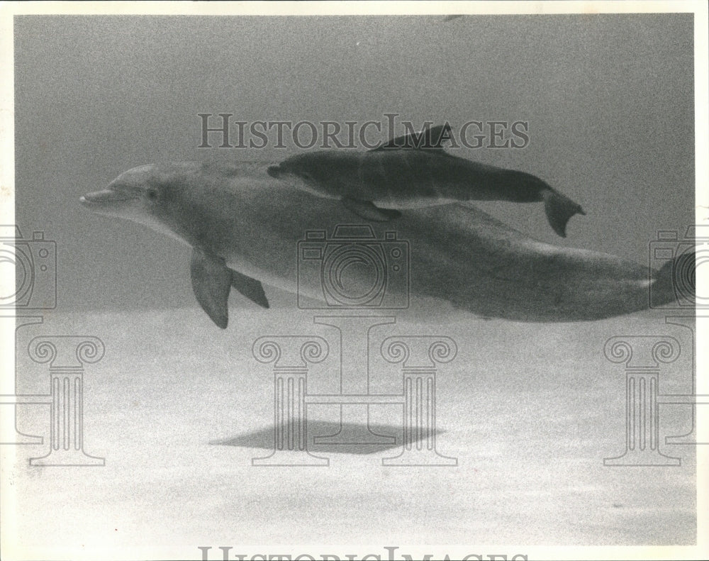 1991 Dolphin Brookfield Zoo Bottle Nose - Historic Images