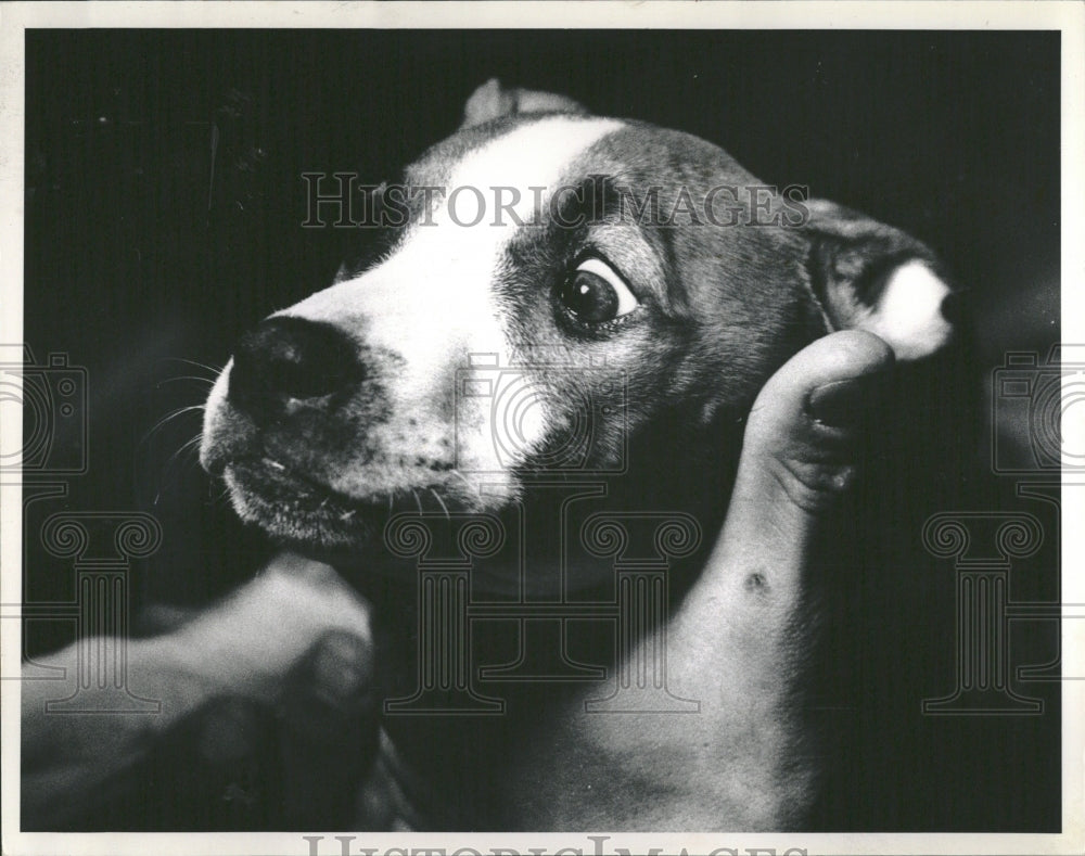 1988 Anesthetic Pet Clinic - Historic Images