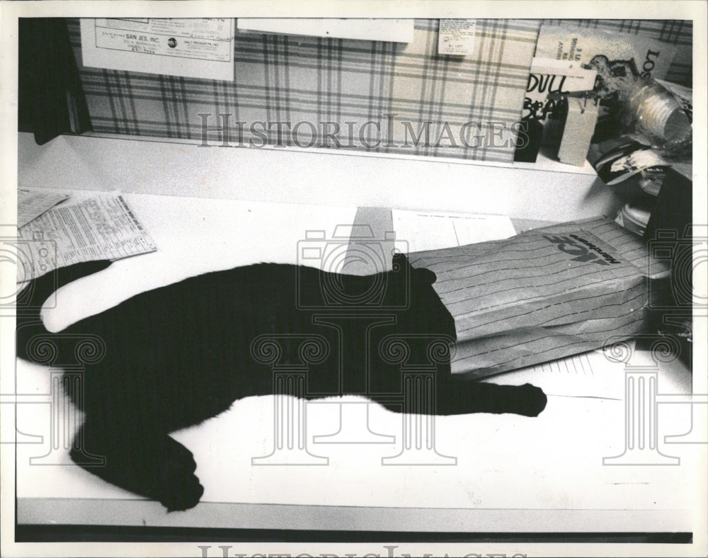 1988 Black Cat Emergency Blood Trans. - Historic Images