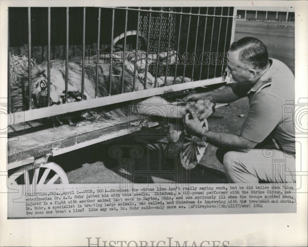 1964 Shieiwan Circus Lion Bellow Tulsa Mohr - Historic Images