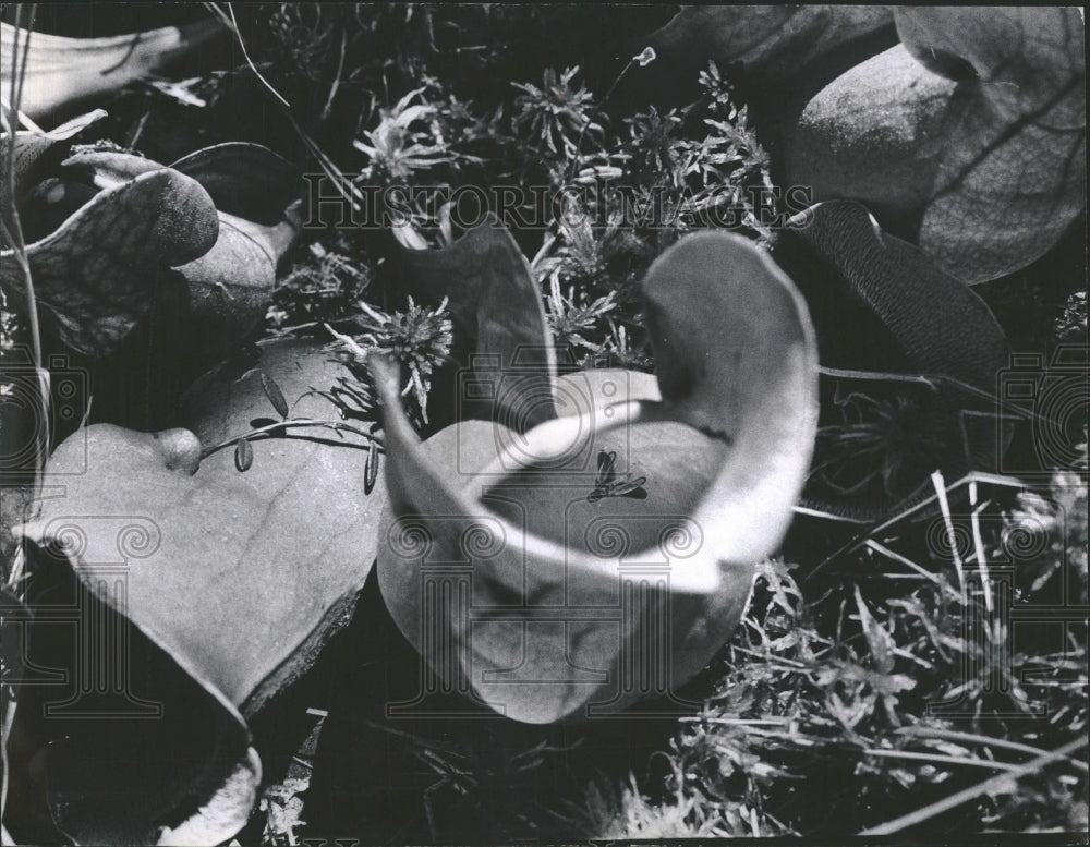 1970 Water inside pitcher plant&#39;s leaf. - Historic Images