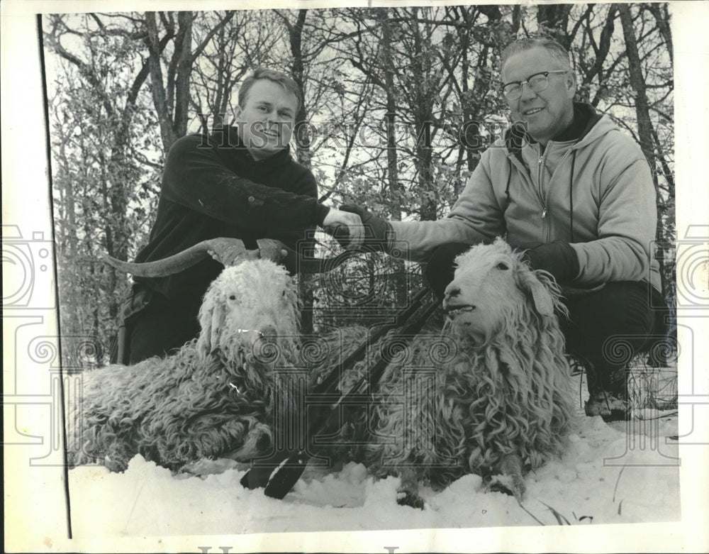 1965 Hunting Pair Angora Rams Conquest Food - Historic Images