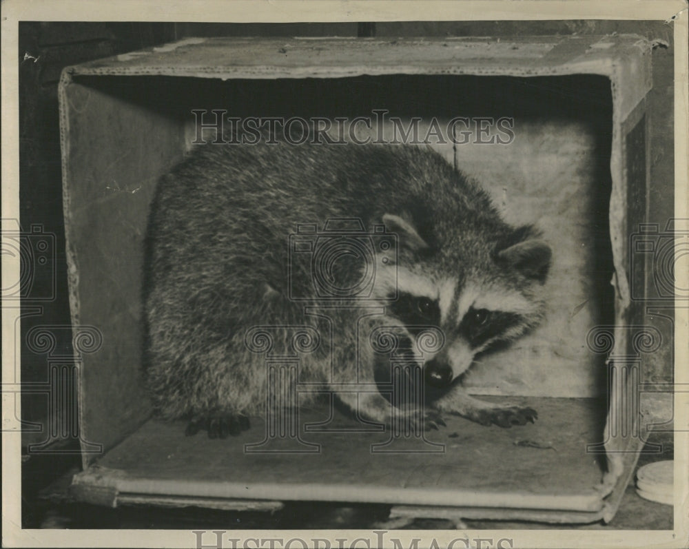 1940 Wild Racoon Ellis Ave Hyde Park Police - Historic Images