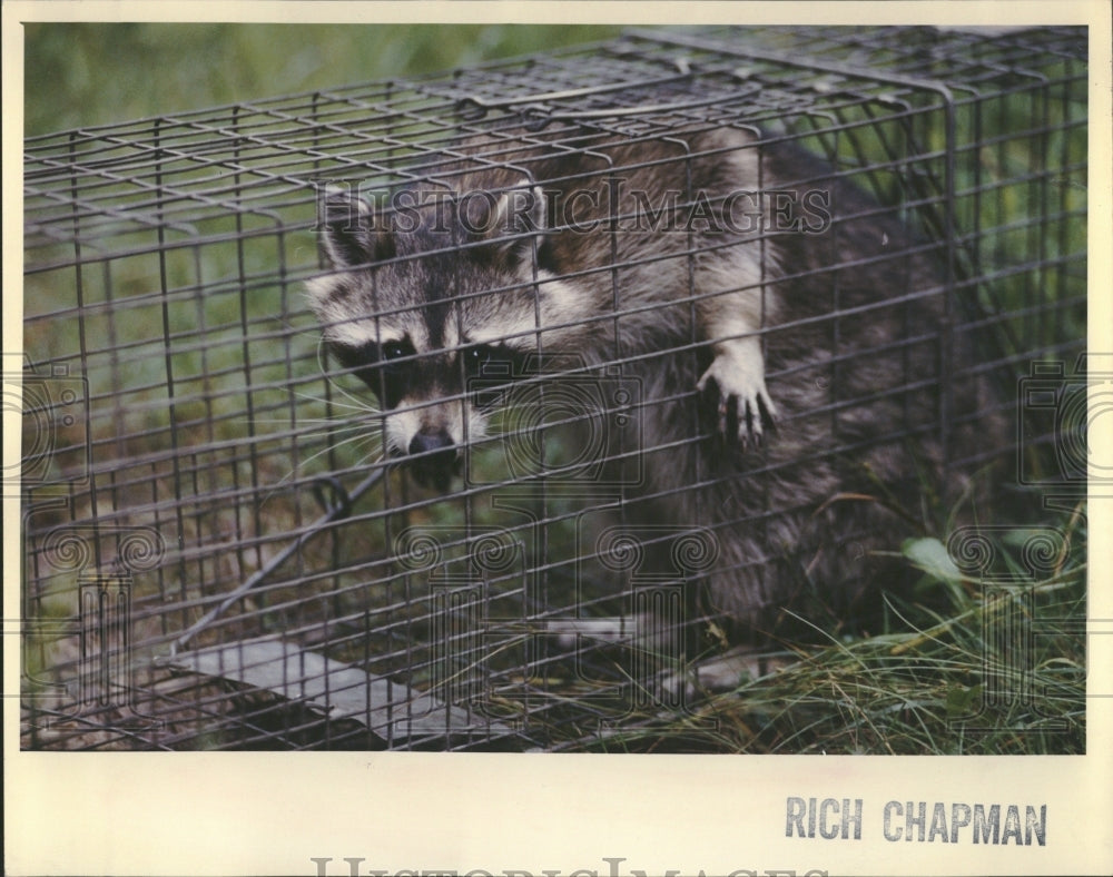 1992 Raccoon Garon Fyffe CookCountyforest - Historic Images