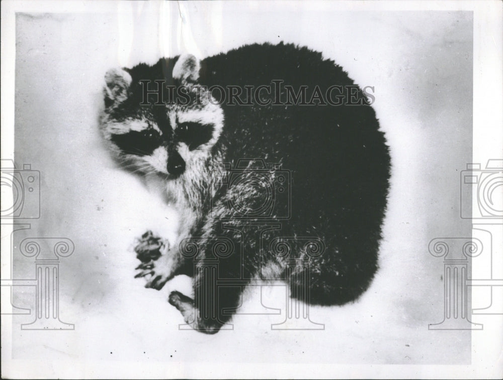 The Raccoon North American Animals - Historic Images