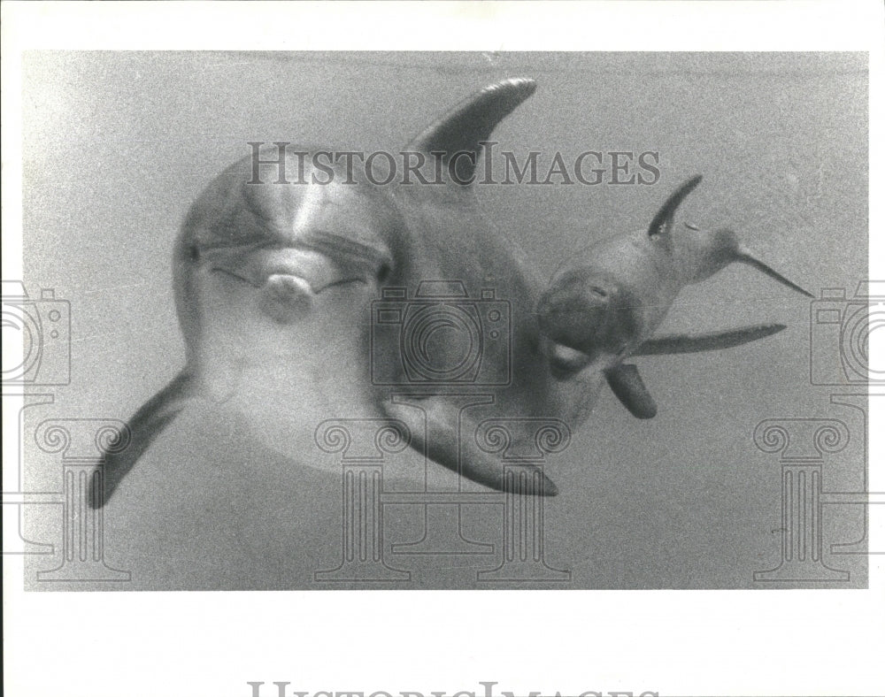 1991 Bottlenose Dolphin Brookfield Zoo - Historic Images